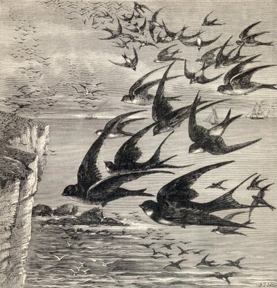 Annual Migration of Swallows, from 
